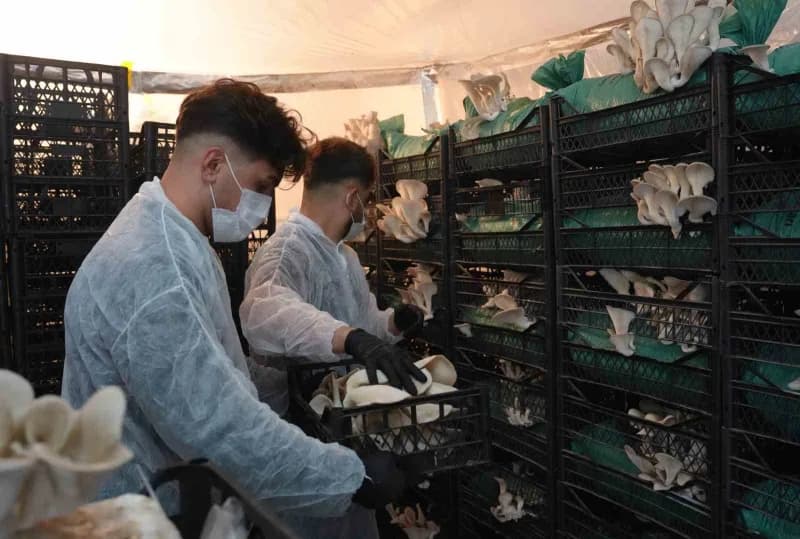 Erzurum'da hobi olarak başladıkları istiridye mantarı üretimini büyüterek istihdam sağlamayı hedefleyen genç girişimcile