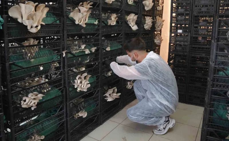 Erzurum'da hobi olarak başladıkları istiridye mantarı üretimini büyüterek istihdam sağlamayı hedefleyen genç girişimcile