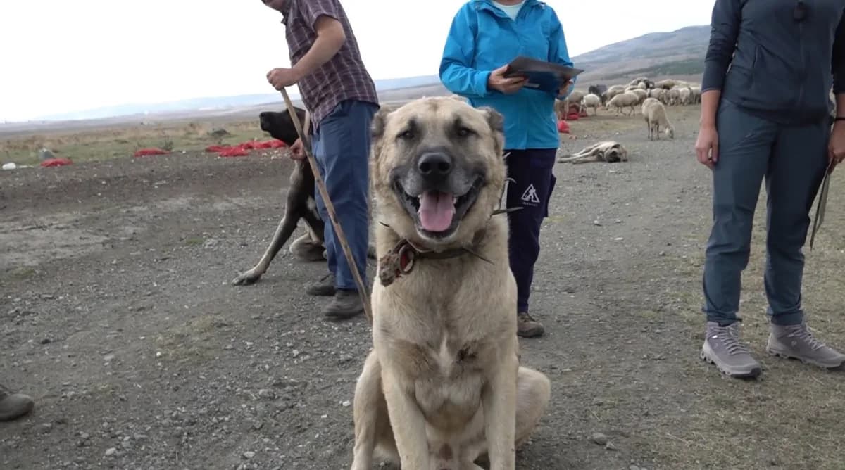 Türk çoban köpekleri