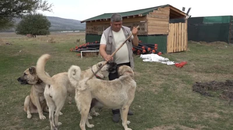 İtalya'dan Türkiye'ye gelen 10 kişilik uzman köpek eğitmeni ekibi, Türk çoban köpeklerinin sürü koru