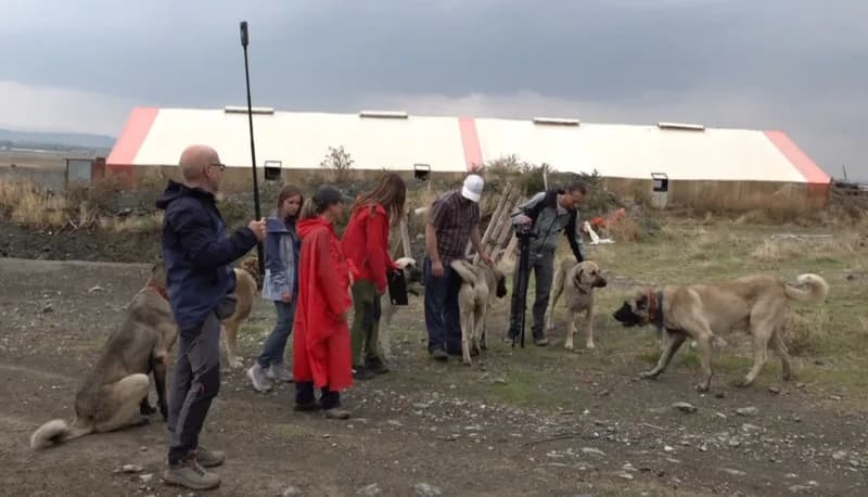 İtalya'dan Türkiye'ye gelen 10 kişilik uzman köpek eğitmeni ekibi, Türk çoban köpeklerinin sürü koru