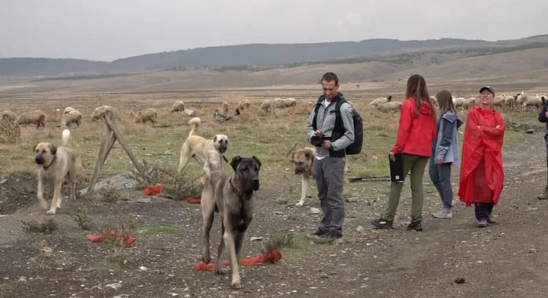 İtalya'dan Türkiye'ye gelen 10 kişilik uzman köpek eğitmeni ekibi, Türk çoban köpeklerinin sürü koru