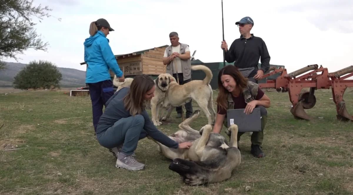 Eskişehir'de Türk çoban köpeklerinin sürü koruma yeteneklerini inceleyen İtalyan köpek eğitmenleri
