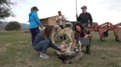 Eskişehir'de Türk çoban köpeklerinin sürü koruma yeteneklerini inceleyen İtalyan köpek eğitmenleri