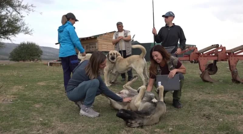 Eskişehir'de Türk çoban köpeklerinin sürü koruma yeteneklerini inceleyen İtalyan köpek eğitmenleri