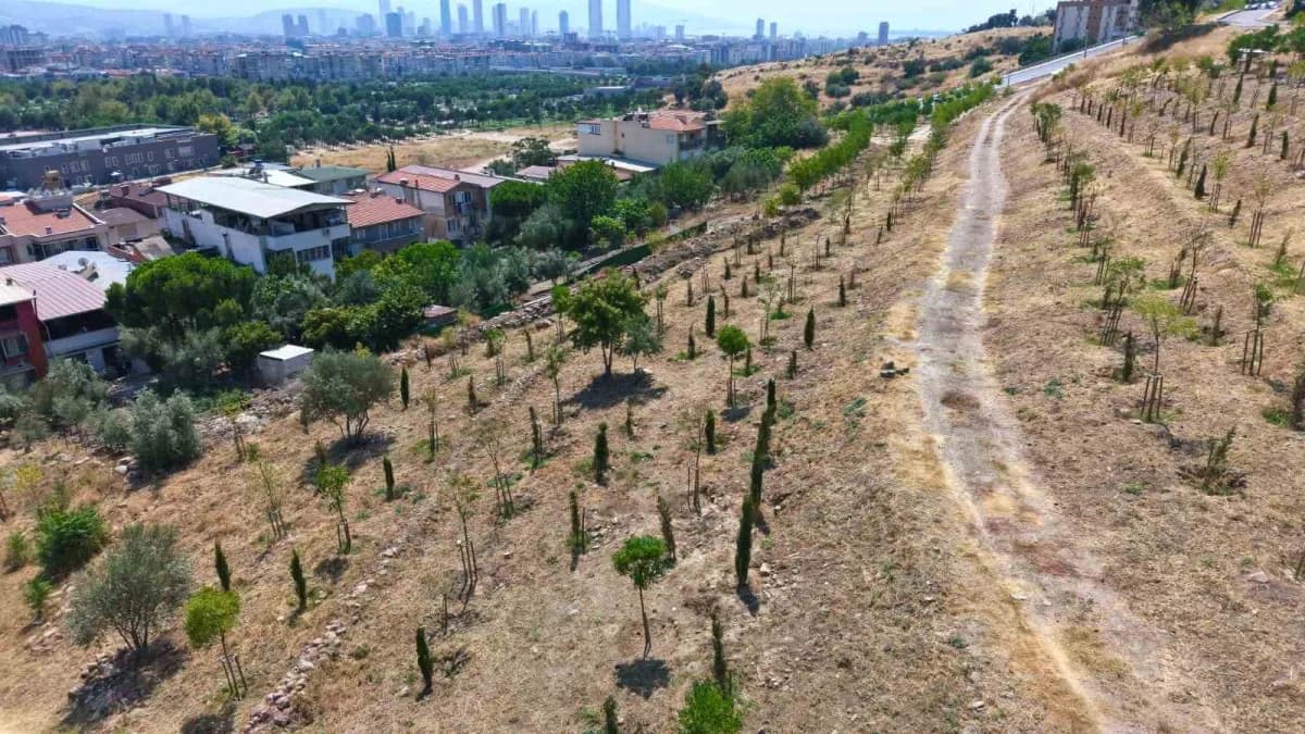 İzmir Büyükşehir Belediyesi tarafından kıraç topraklarda gerçekleştirilen ağaçlandırma çalışmaları kapsamında dikilen ağ