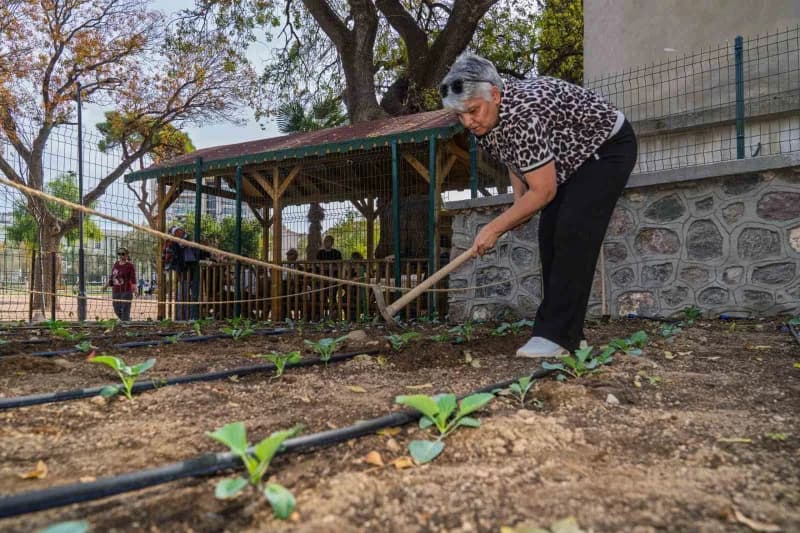 Hafızasını yeniden kazanma sürecinde toprakla uğraşan 50 yaşındaki Sevim Hanyalı, ilk mahsulünü Büyükşehir Belediye Başk