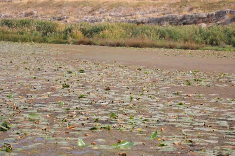 Yaklaşık 1,5 kilometre arayla bulunan iki gölet, farklı renklerdeki nilüfer çiçeklerine ev sahipliği