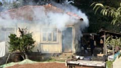 Sakarya Ferizli’de kahverengi kokarca böcekleri evlerin duvarlarını ve ağaçları sararken vatandaşlar tavuk ve hindilerle