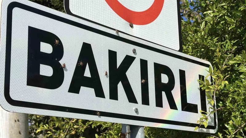 Türkiye'de ilk kez 2017 yılında Artvin ve İstanbul'da görülen kahverengi kokarca böceği, Sakarya'nın Ferizli ilçesindeki