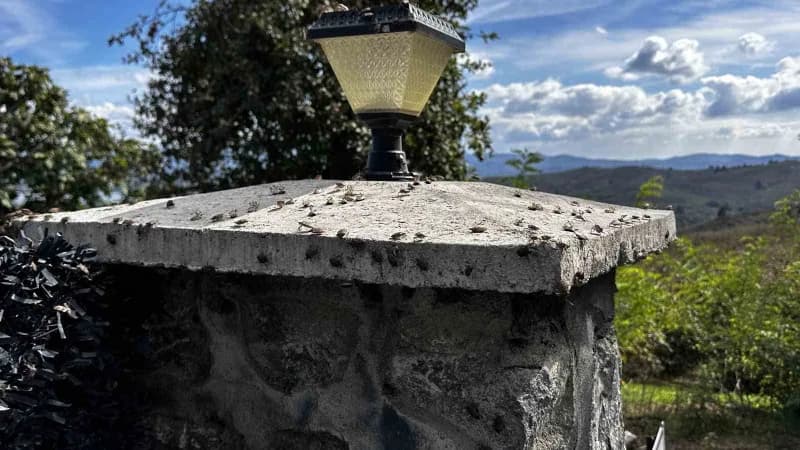 Türkiye'de ilk kez 2017 yılında Artvin ve İstanbul'da görülen kahverengi kokarca böceği, Sakarya'nın Ferizli ilçesindeki