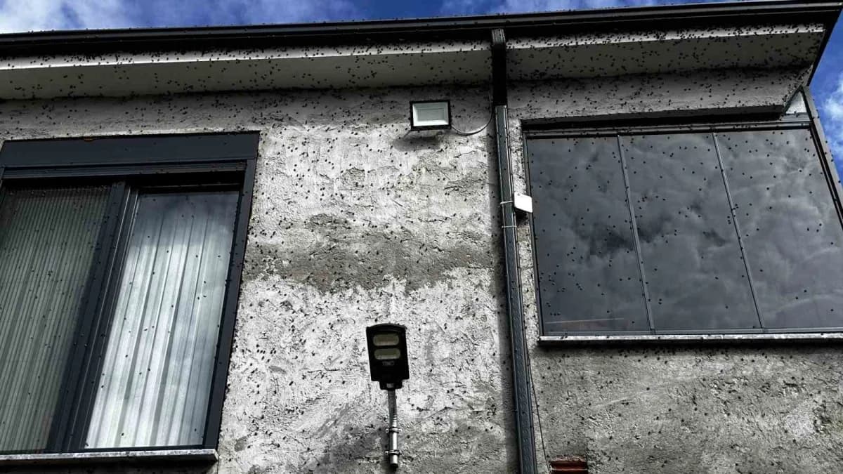 Türkiye'de ilk kez 2017 yılında Artvin ve İstanbul'da görülen kahverengi kokarca böceği, Sakarya'nın Ferizli ilçesindeki