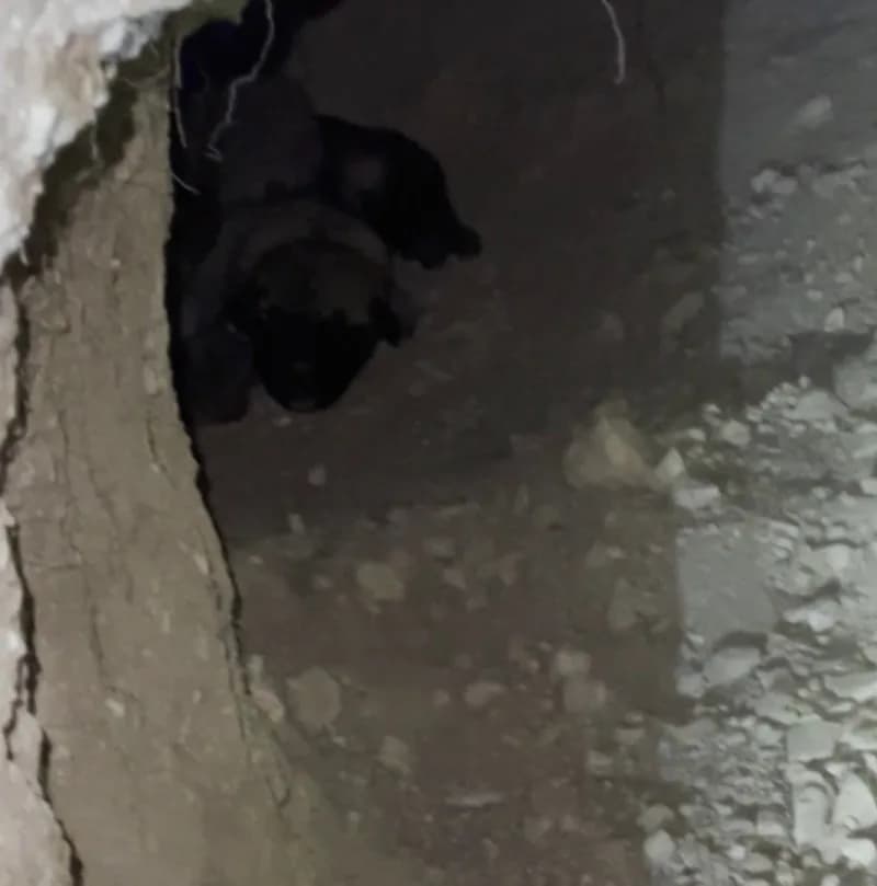 Sivas’ın Gürün ilçesi kırsalında, porsuk yuvasında yavrulayan Kangal köpeğinin yeni doğan yavruları bulundu.