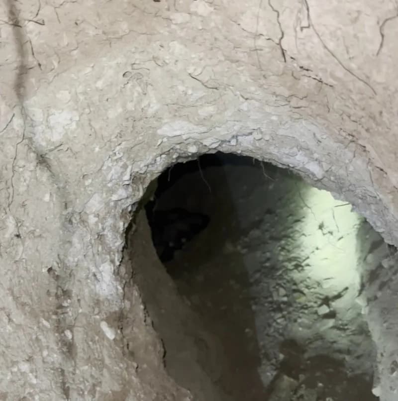 Sivas’ın Gürün ilçesi kırsalında, porsuk yuvasında yavrulayan Kangal köpeğinin yeni doğan yavruları bulundu.