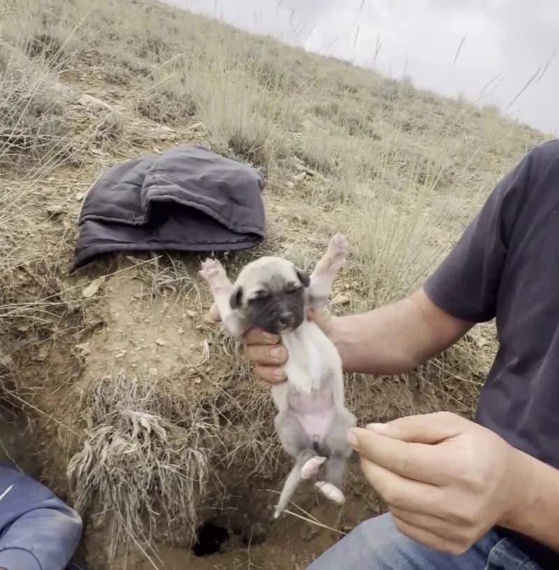 Sivas’ın Gürün ilçesi kırsalında, porsuk yuvasında yavrulayan Kangal köpeğinin yeni doğan yavruları bulundu.