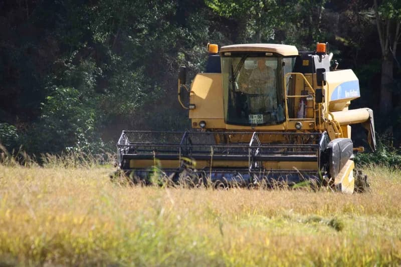 Karabük'te çeltik tarlasında biçerdöverle hasat yapan üreticiler