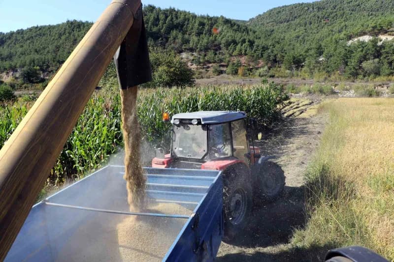 Karabük'te çeltik hasadı başladı
