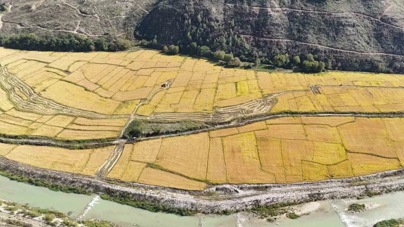 Karabük'te çeltik hasadı başladı