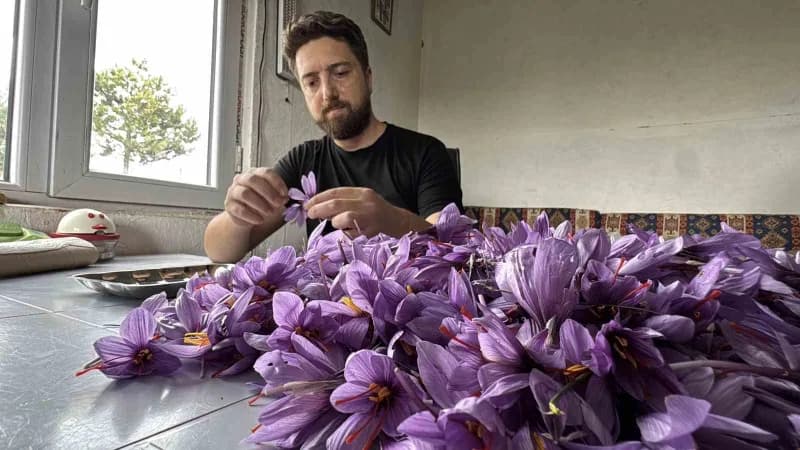 Cihan Saymaz, teknoloji sektöründeki deneyimini tarıma uyarlayarak Safran yetiştiriyor