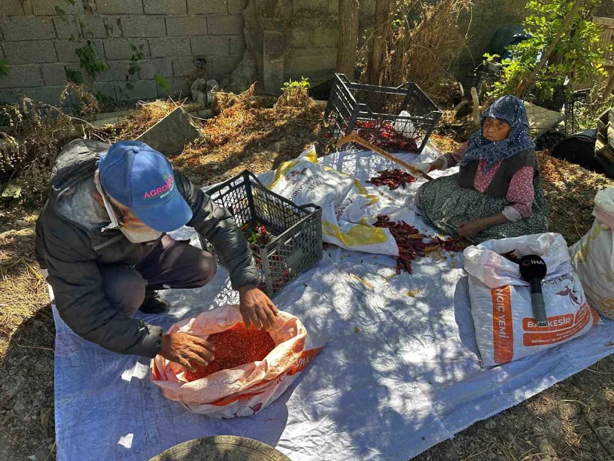 Bursa Karacabey’de 90 yaşındaki Şükriye İnan, oğlunun acı biber üretiminde tarlada biber saplarını temizlerken