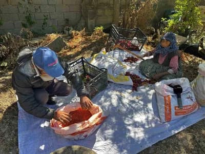 Bursa Karacabey’de 90 yaşındaki Şükriye İnan, oğlunun acı biber üretiminde tarlada biber saplarını temizlerken