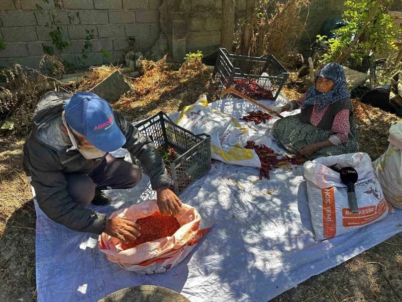 Bursa Karacabey’de 90 yaşındaki Şükriye İnan, oğlunun acı biber üretiminde tarlada biber saplarını temizlerken