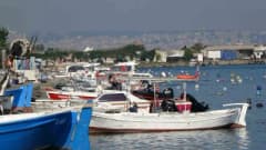 Karadeniz’de palamut balığı bolluğu ve balıkçılar denizde palamut avlıyor