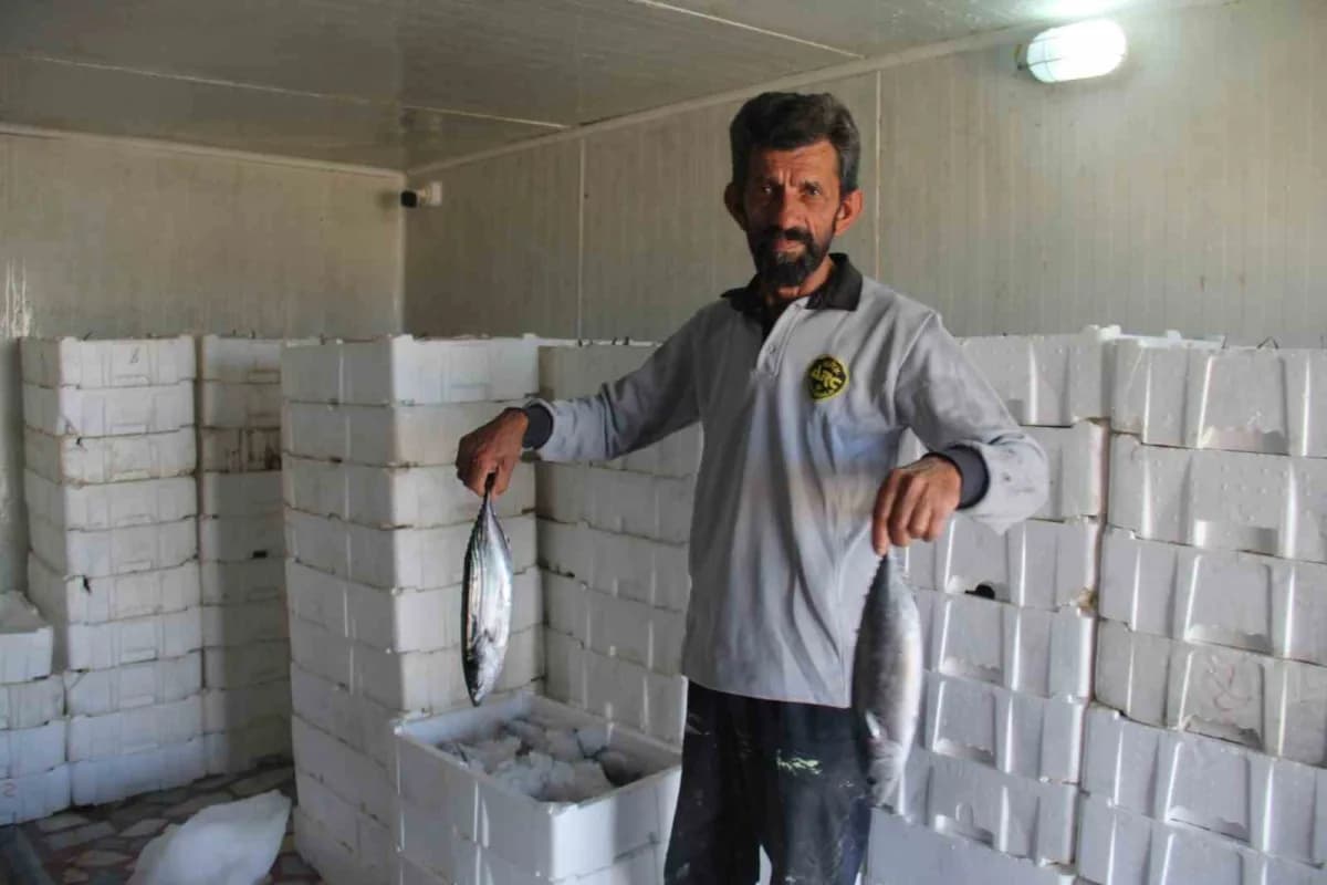Piraziz Su Ürünleri Kooperatifi Başkanı Hamdi Arslan, palamutun beklenenden çok daha fazla olduğunu