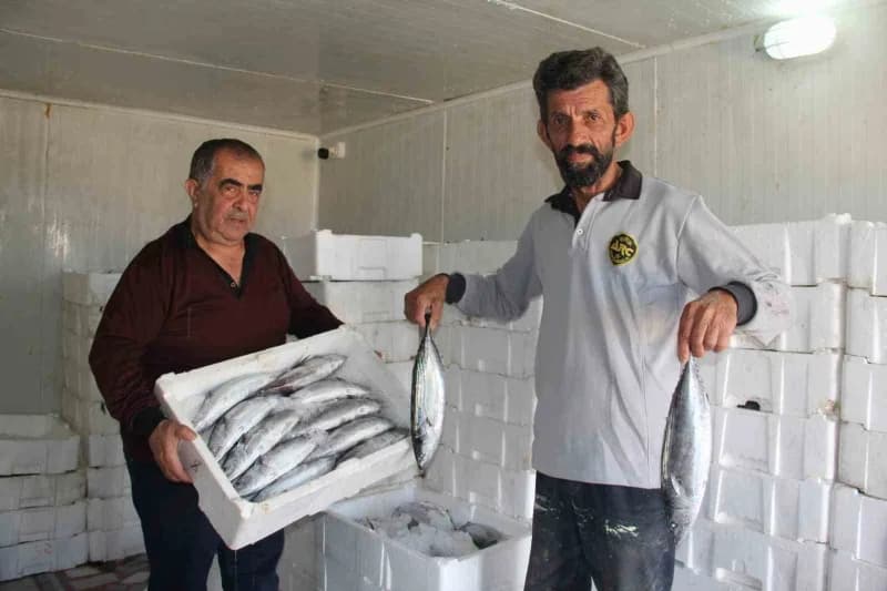 Karadeniz’de bu sezon yaşanan palamut bolluğu balıkçılara bereket getirirken, hamsi ve istavrit başt