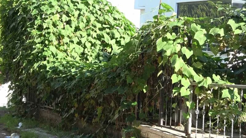 Güz salatalığı asması