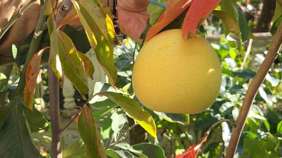 Pomelo