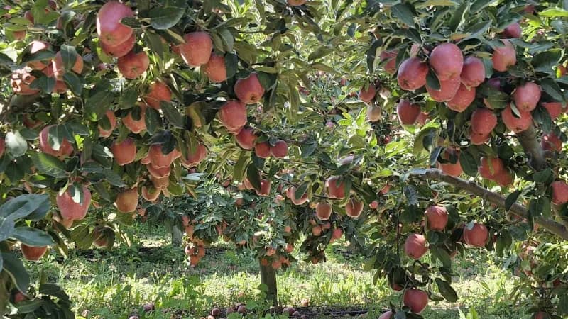 Türkiye’nin önemli elma üretim merkezlerinden Karaman’da hasat sürerken, yüksek rekolte beklentisi fiyatları geriletti.