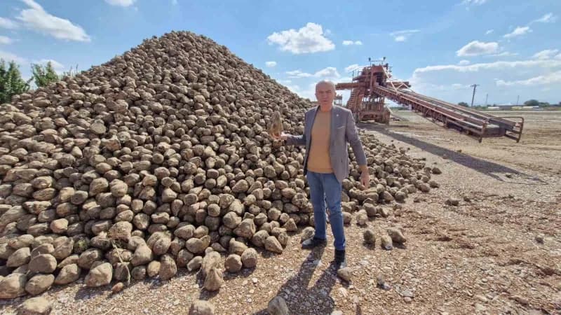 Karaman’da şeker pancarı alım kampanyası kapsamında tarladan sökülen pancarların kantara getirilmesi