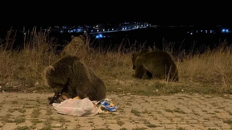 Sarıkamış ilçesinde havaların soğumasıyla birlikte boz ayılar cadde ve sokaklarda daha sık görülmeye başladı