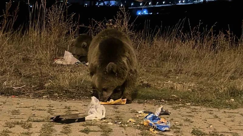 Sarıkamış ilçesinde havaların soğumasıyla birlikte boz ayılar cadde ve sokaklarda daha sık görülmeye başladı