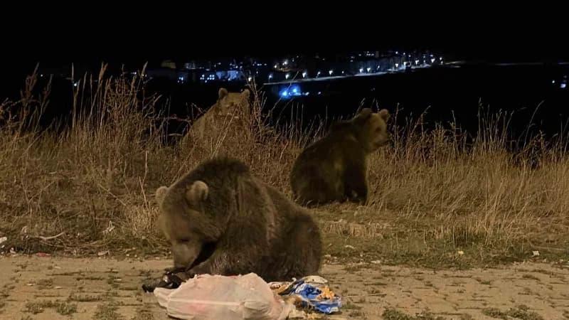 Sarıkamış ilçesinde havaların soğumasıyla birlikte boz ayılar cadde ve sokaklarda daha sık görülmeye başladı