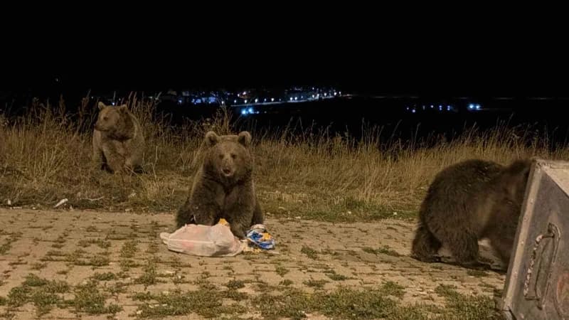 Kars Sarıkamış ilçesinde kış öncesi ilçe merkezinde dolaşan boz ayı ve yavruları
