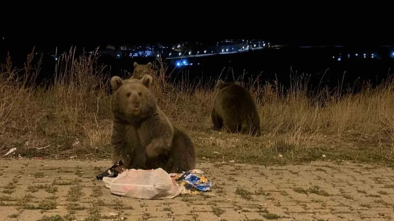 Sarıkamış ilçesinde havaların soğumasıyla birlikte boz ayılar cadde ve sokaklarda daha sık görülmeye başladı