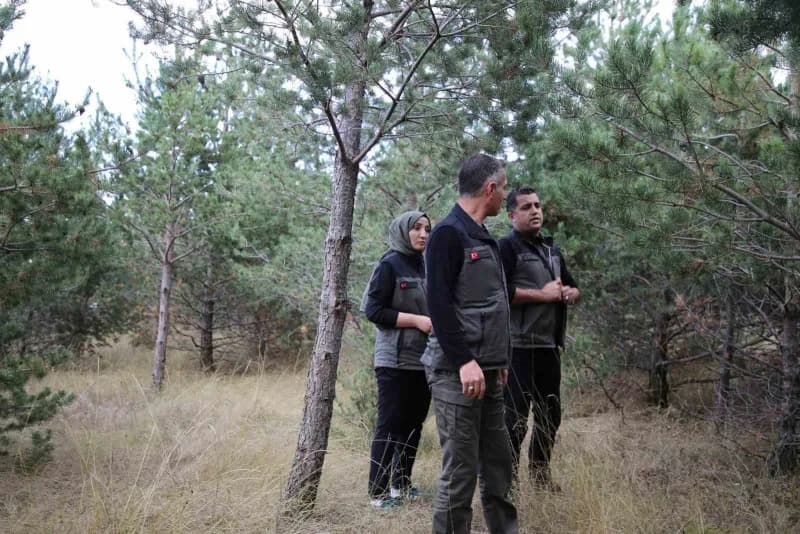 Kars Kent Ormanı alanında yapılan inceleme ve ağaçlandırma çalışmaları