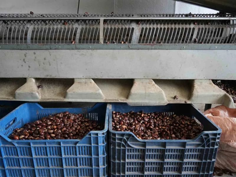 Kırsal kesimde yaşayan vatandaşların geçim kaynağı haline gelen kestaneler, satıcılar tarafından köylerden toplanarak il