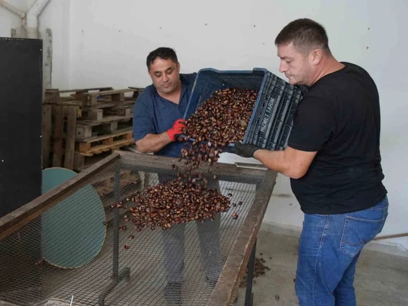 Kırsal kesimde yaşayan vatandaşların geçim kaynağı haline gelen kestaneler, satıcılar tarafından köylerden toplanarak il