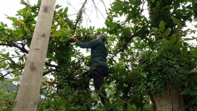 Türkiye’nin önemli kestane üretim merkezlerinden Kastamonu’da Doğanyurt ilçesinde kuzu kestanesi hasadı başladı.