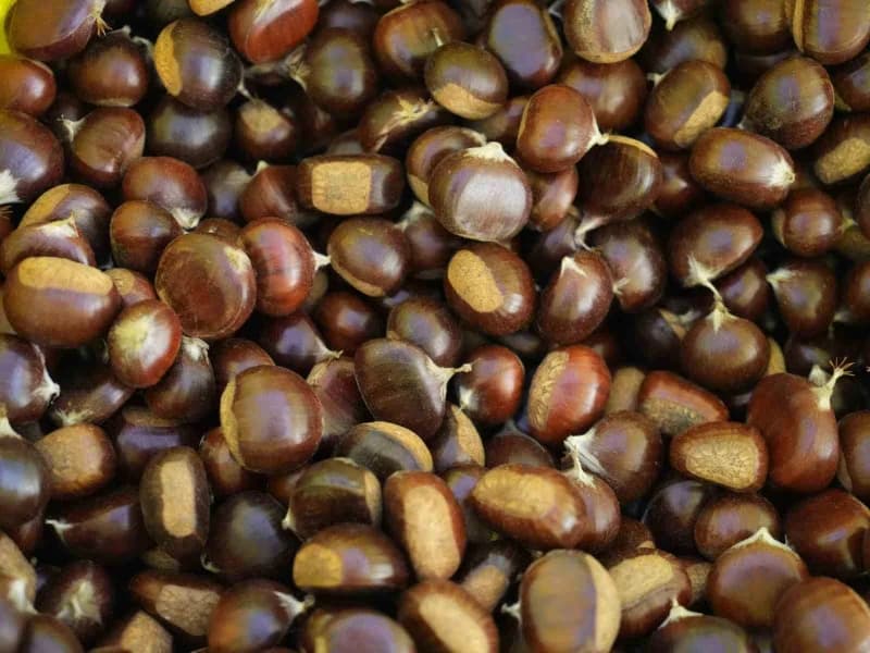 İnce kabuğu ve kendine has tatlı aromasıyla öne çıkan dünyaca ünlü kuzu kestanesi tezgahlardaki yerini alırken, yeni sez