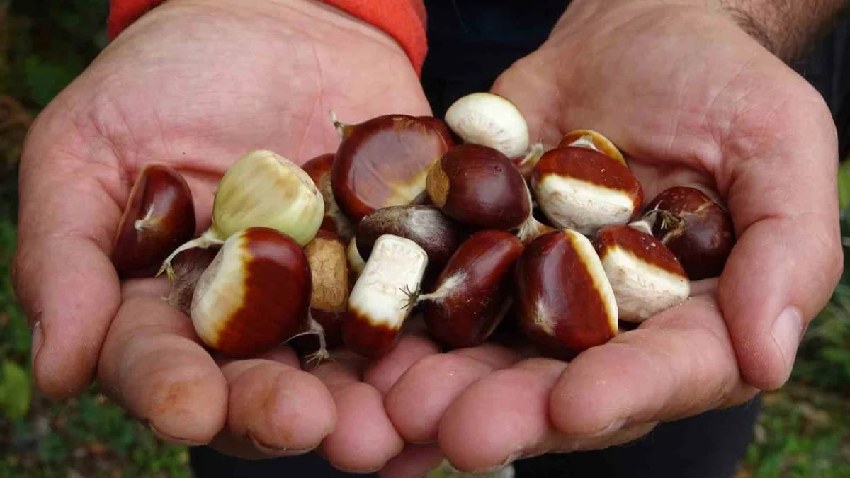 İnce kabuğu ve kendine has tatlı aromasıyla öne çıkan dünyaca ünlü kuzu kestanesi tezgahlardaki yerini alırken, yeni sez