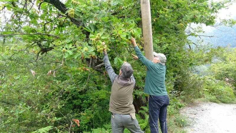 Kastamonu Doğanyurt ilçesinde toplanan kuzu kestaneleri ve üreticiler