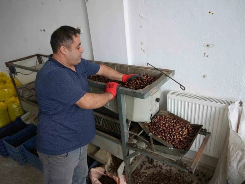 Kırsal kesimde yaşayan vatandaşların geçim kaynağı haline gelen kestaneler, satıcılar tarafından köylerden toplanarak il