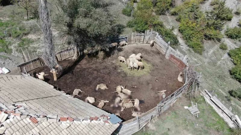 Kastamonu’da köye kadar inen kurtlar, girdikleri ahırda 18 koyunu telef etti, 11 koyunu da ağır yaraladı.