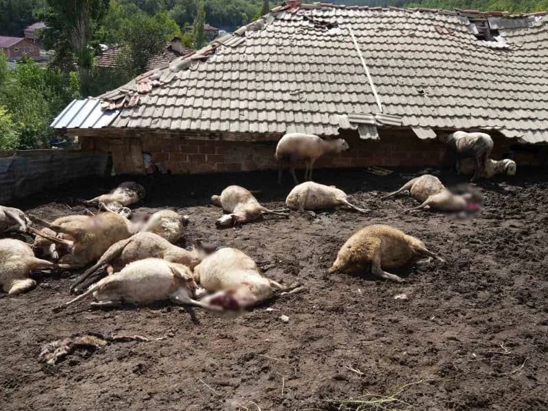 Kastamonu’da köye kadar inen kurtlar, girdikleri ahırda 18 koyunu telef etti, 11 koyunu da ağır yaraladı.