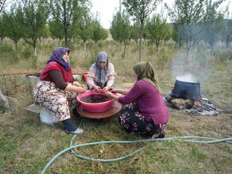 Sadece Kastamonu'da yetişen Osmanlı mutfağının da vazgeçilmez meyvelerinden coğrafi işaret belgeli endemik bitki türü ol