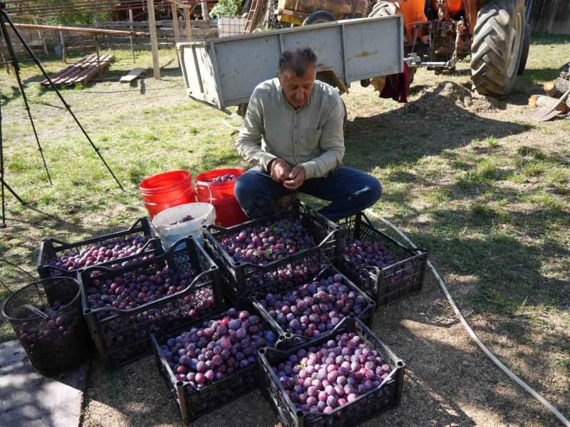 Üryani erik üreticisi olan Harita Yüksek Mühendisi Feza Tiryaki